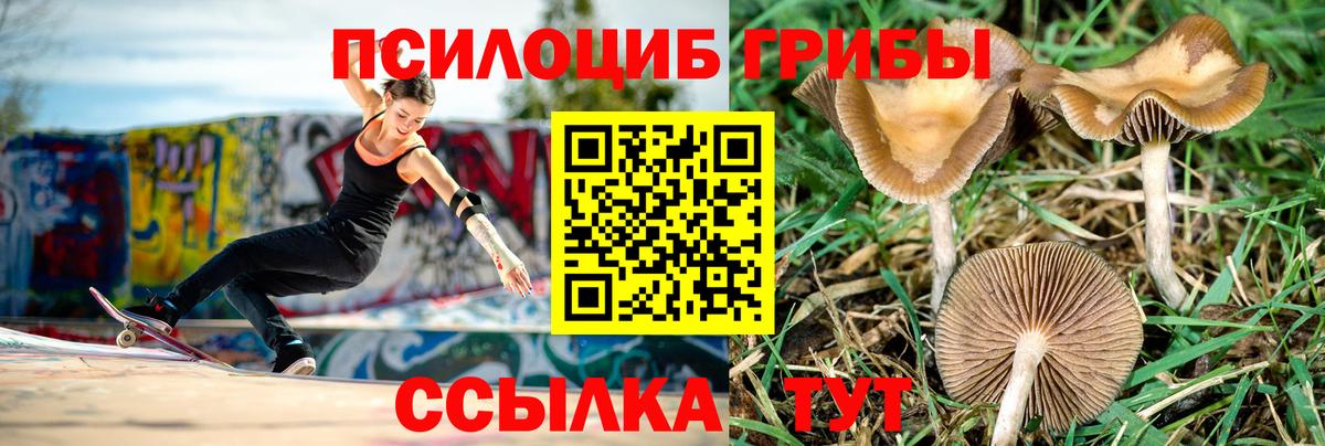 Псилоцибиновые грибы прущие грибы  Вход с VPN  хочу   Керчь 